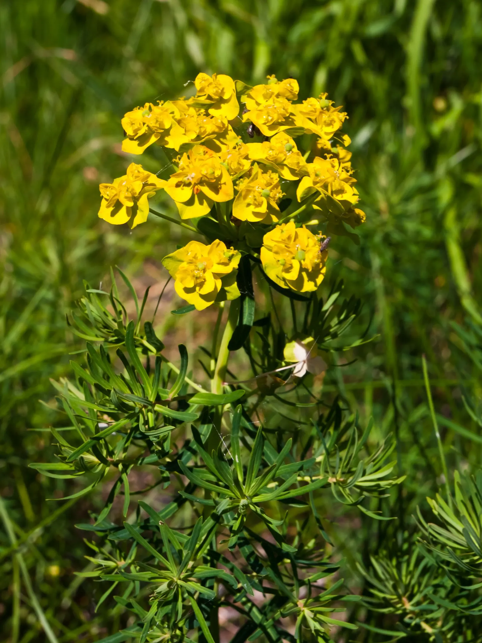 Cypress Spurge (Euphorbia Cyparissias) — green and multi-colored and yellow flowers in the garden
