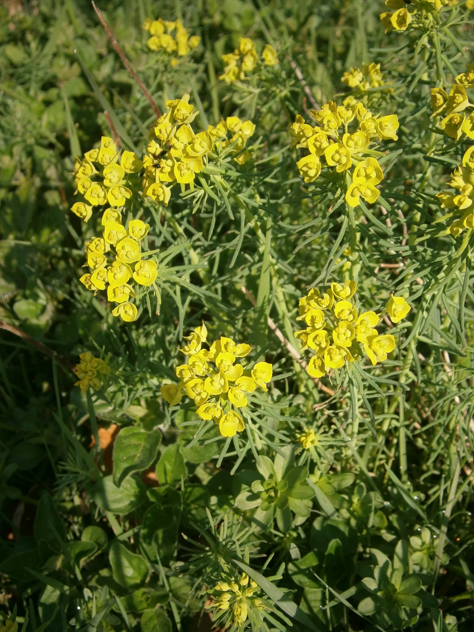 Cypress Spurge (Euphorbia Cyparissias) — needle-like foliage that creates a fine-textured; or as ground cover.<br><br>During the late spring to early summer