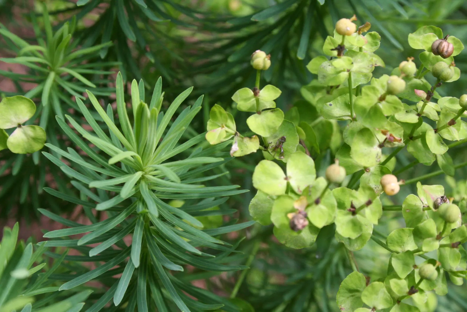 Cypress Spurge (Euphorbia Cyparissias) — Ideal for rock gardens or borders with well-drained soil; being drought-tolerant once established, image 106