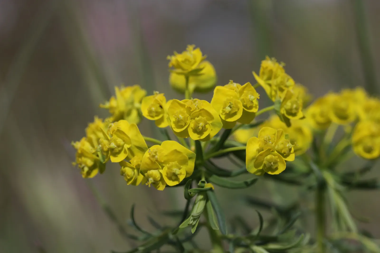 Cypress Spurge (Euphorbia Cyparissias) — making it an ideal choice for rock gardens; this species is a member of the Euphorbiaceae family and is known for its