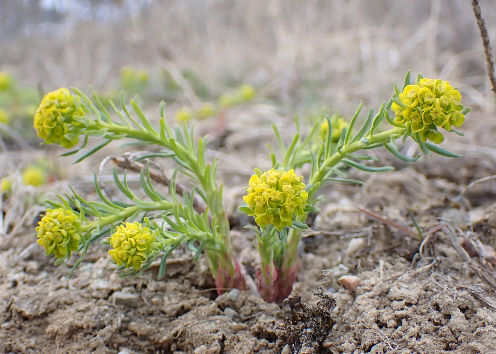Cypress Spurge (Euphorbia Cyparissias) — Cypress Spurge (Euphorbia cyparissias) is a perennial with fine; this sun-loving plant reaches 6-12 inches tall and