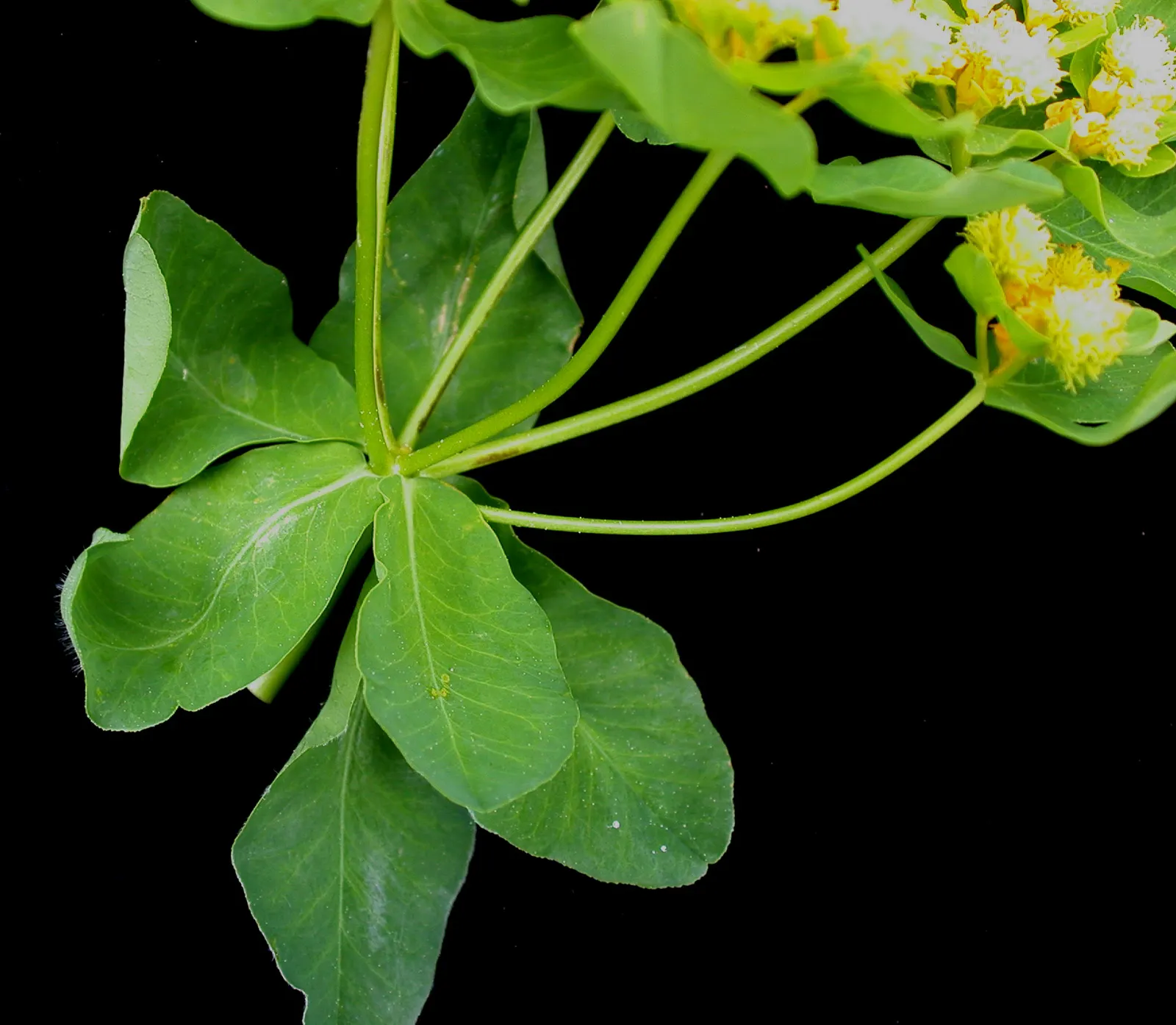 Cypress Spurge (Euphorbia Cyparissias) — needle-like foliage forming a dense
