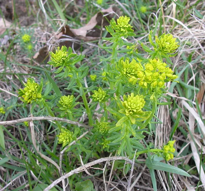 Cypress Spurge (Euphorbia Cyparissias) — one must handle this plant with care; chartreuse-yellow bracts that resemble petals, image 121