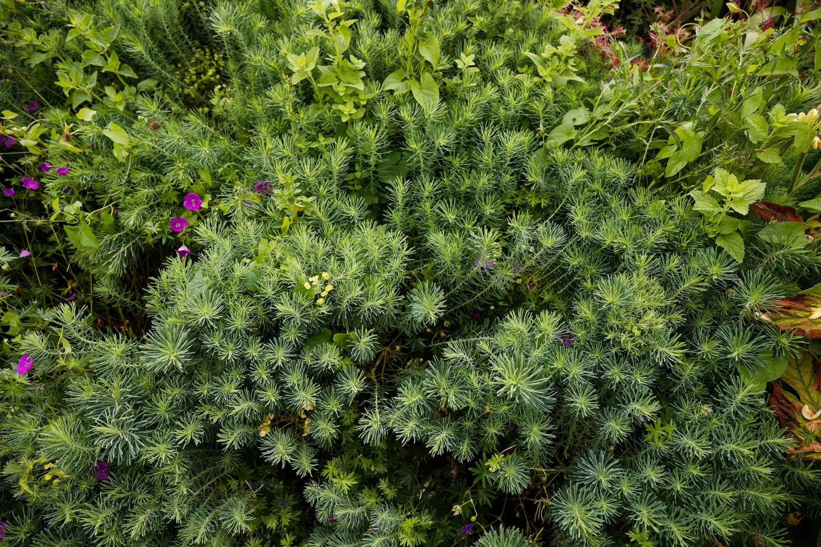 Cypress Spurge (Euphorbia Cyparissias) — It thrives in USDA hardiness zones 4 through 8 and prefers full sun to partial shade, image 88