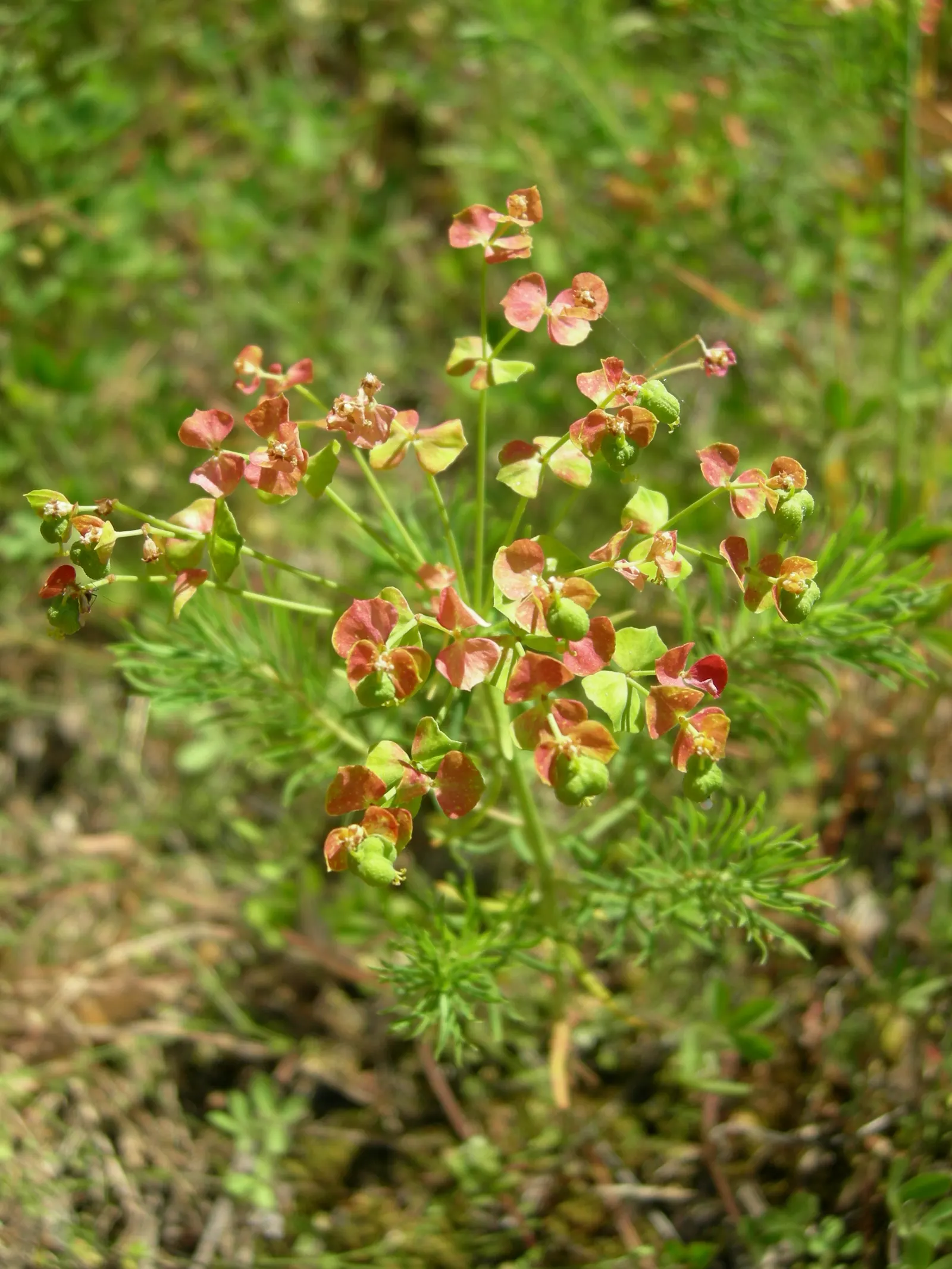 Cypress Spurge (Euphorbia Cyparissias) — turning to a charming russet or orange in the fall