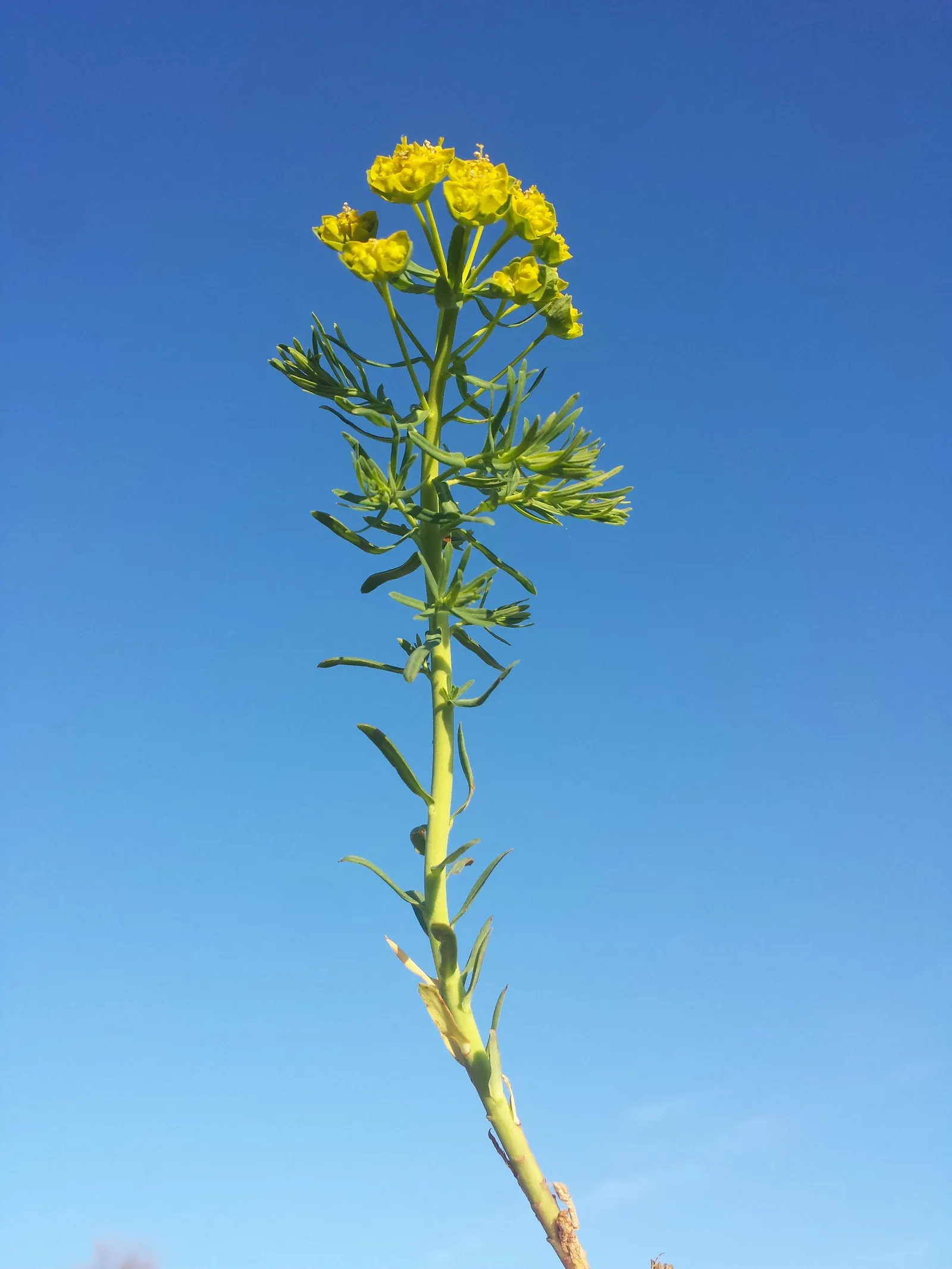 Cypress Spurge (Euphorbia Cyparissias) — inconspicuous flowers surrounded by showy; green and multi-colored and yellow flowers in the garden, image 68