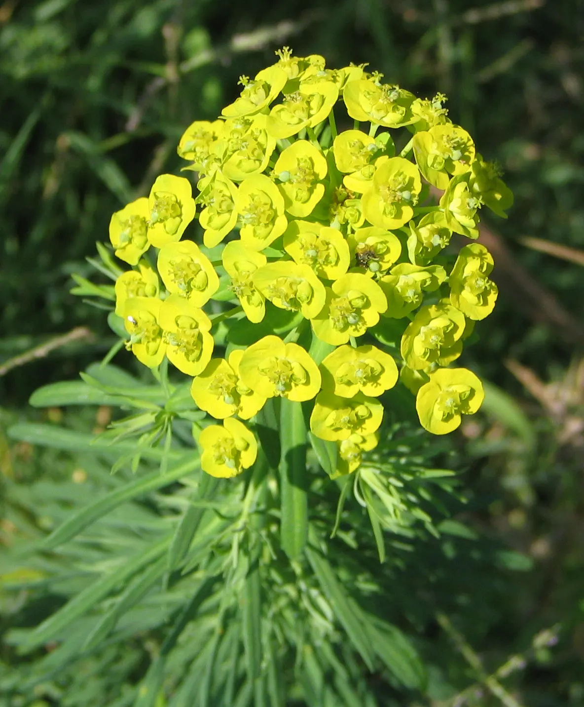 Cypress Spurge (Euphorbia Cyparissias) — making it an ideal choice for rock gardens