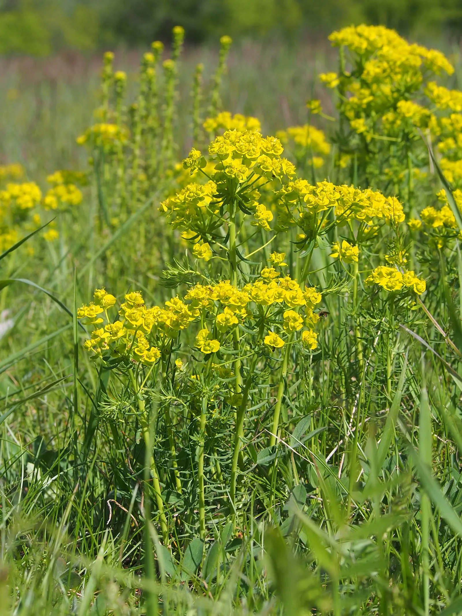 Cypress Spurge (Euphorbia Cyparissias) — ground cover / perennial for full; informing the client of the toxic nature of the sap is essential for safety during