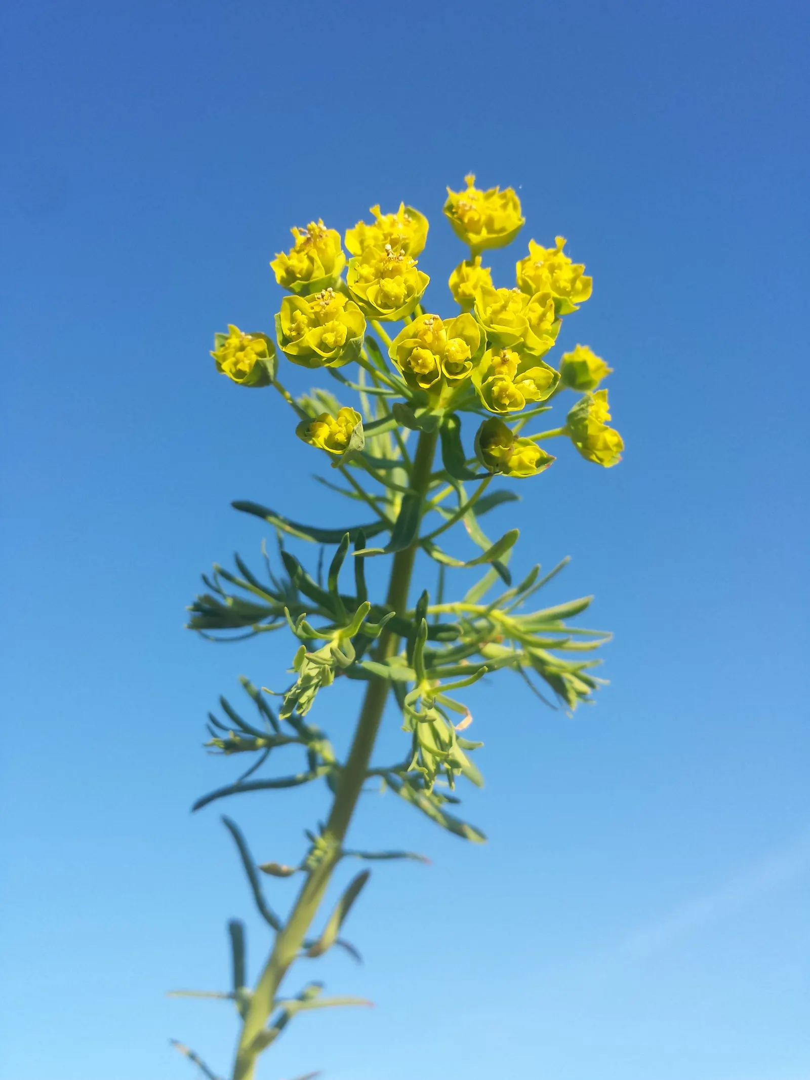 Cypress Spurge (Euphorbia Cyparissias) — It thrives in USDA hardiness zones 4 through 8 and prefers full sun to partial shade, image 113