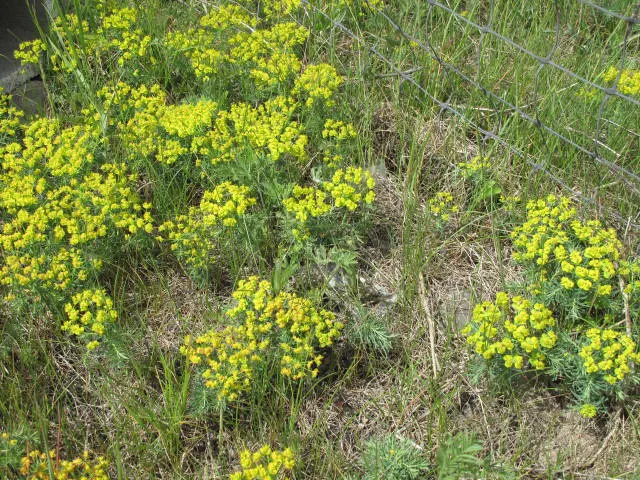 Cypress Spurge (Euphorbia Cyparissias) — scientifically known as Euphorbia cyparissias; one must handle this plant with care, image 132