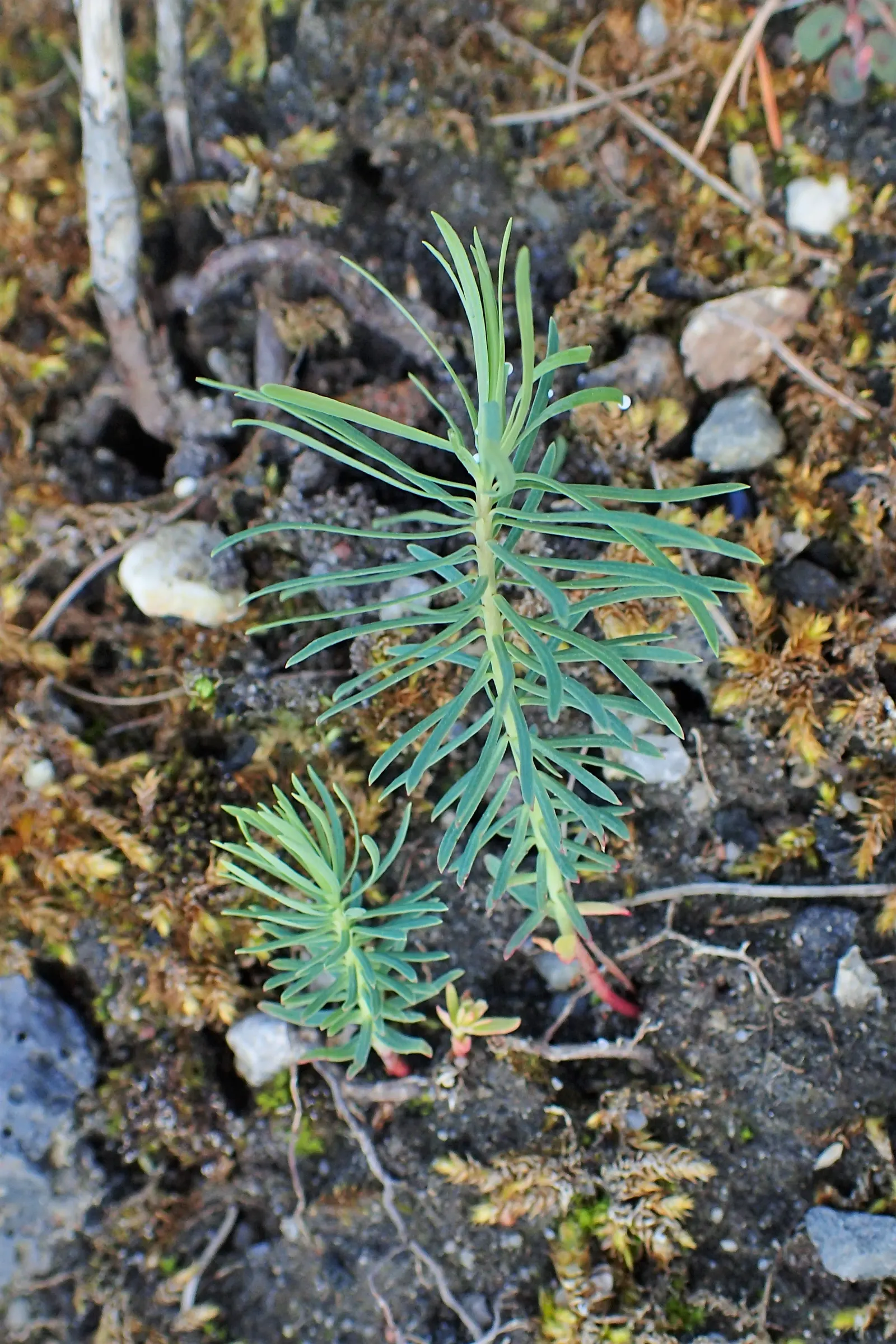 Cypress Spurge (Euphorbia Cyparissias) — ground cover / perennial with green and multi-colored and yellow blooms; it requires well-drained soil, image 124
