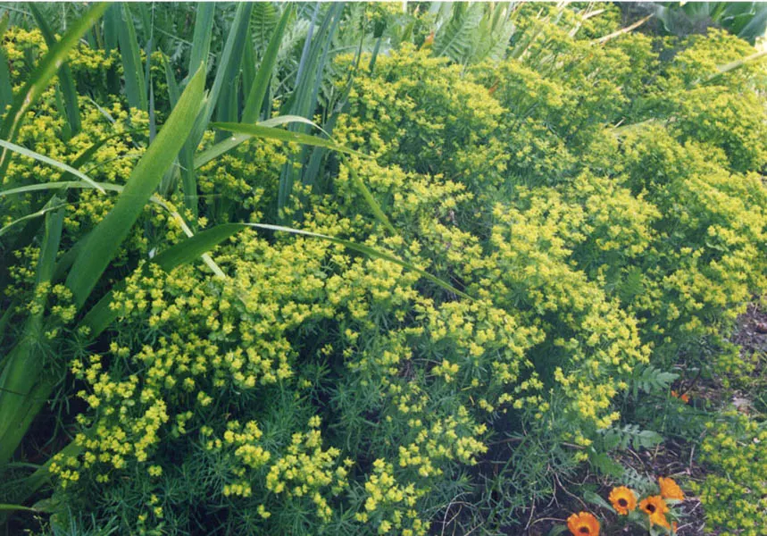 Cypress Spurge (Euphorbia Cyparissias) — Cypress Spurge (Euphorbia cyparissias) is a perennial with fine; this sun-loving plant reaches 6-12 inches, image 101