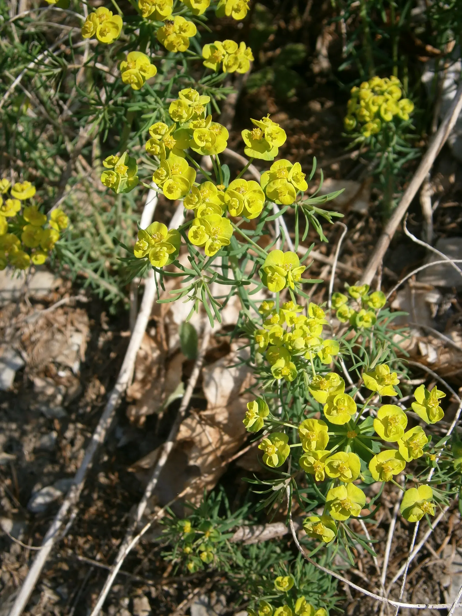 Cypress Spurge (Euphorbia Cyparissias) — green and multi-colored and yellow flowers in the garden; is a perennial herbaceous plant that offers a, image 73