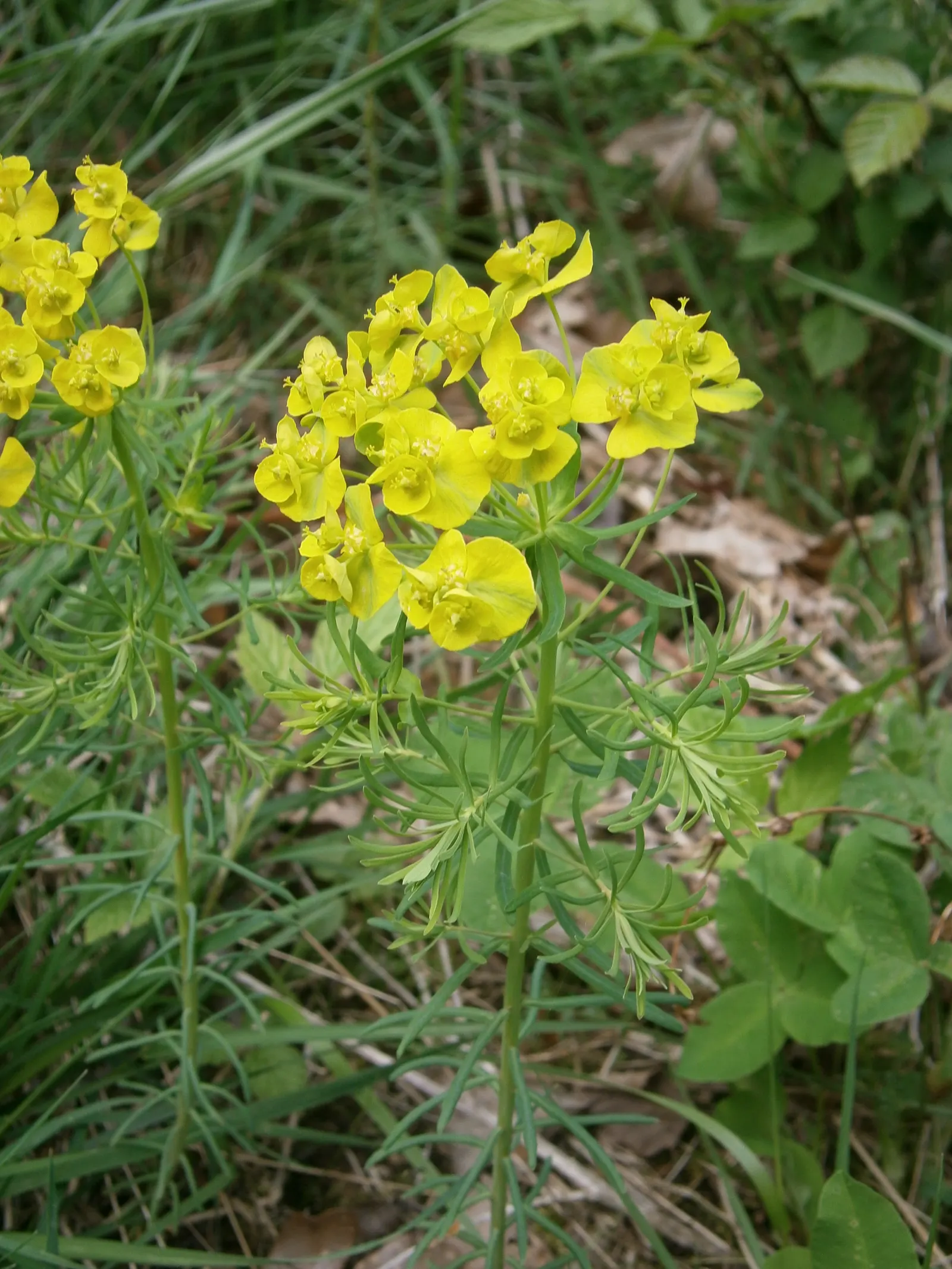 Cypress Spurge (Euphorbia Cyparissias) — informing the client of the toxic nature of the sap is essential for safety during garden maintenance, image 97