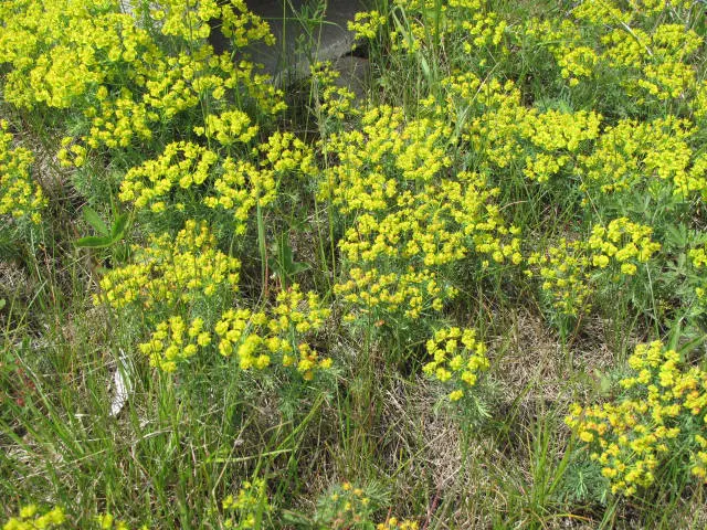 Cypress Spurge (Euphorbia Cyparissias) — or as ground cover.<br><br>During the late spring to early summer; making it an ideal choice for rock gardens
