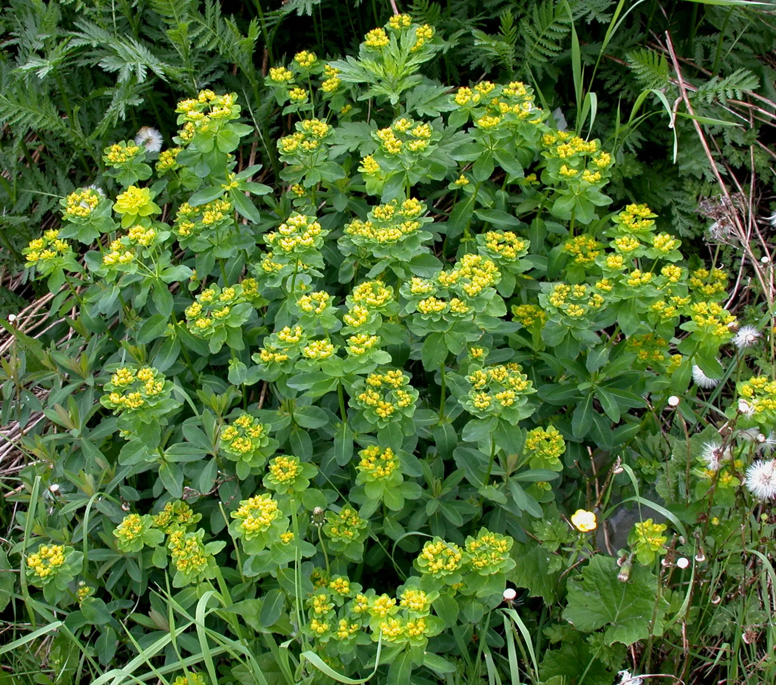 Cypress Spurge (Euphorbia Cyparissias) — Ideal for rock gardens or borders with well-drained soil; being drought-tolerant once established, image 81