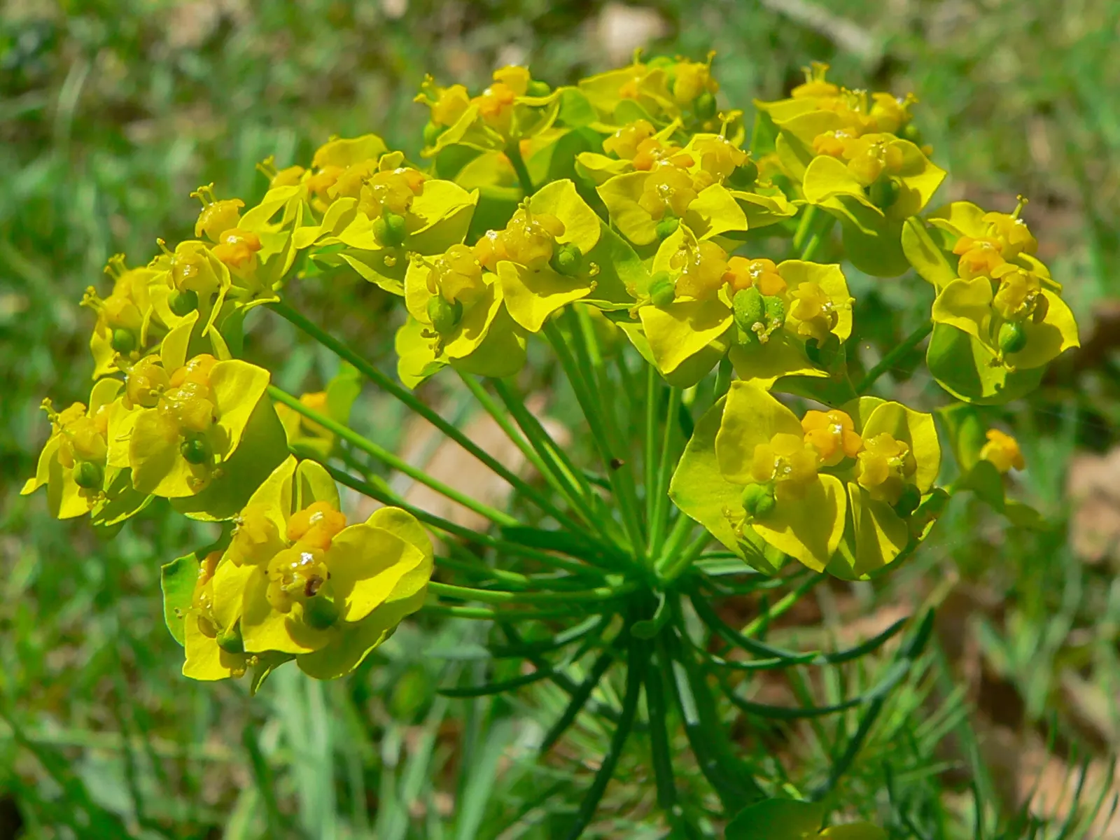 Cypress Spurge (Euphorbia Cyparissias) — In spring to early summer, it bears yellow-green bracts that resemble flowers; inconspicuous flowers, image 103