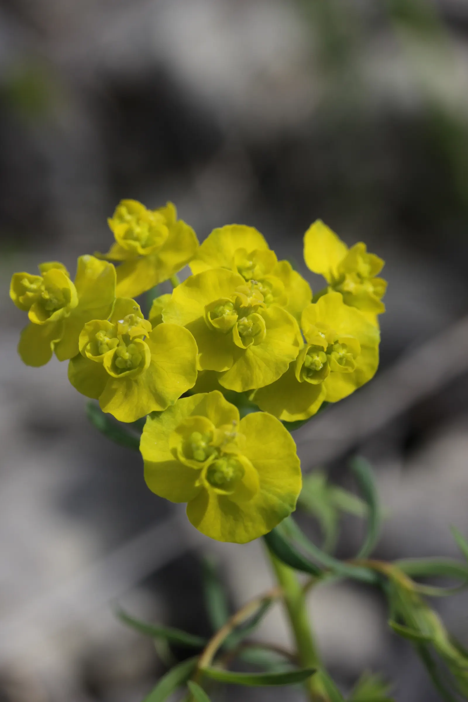 Cypress Spurge (Euphorbia Cyparissias) — Ideal for rock gardens or borders with well-drained soil; being drought-tolerant once established, image 56