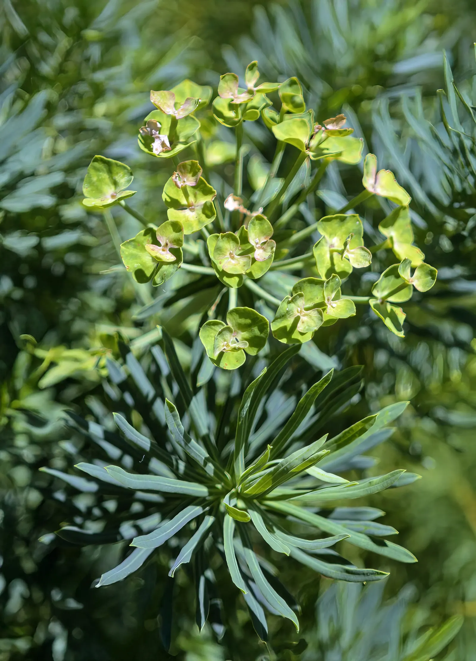 Cypress Spurge (Euphorbia Cyparissias) — This species is a member of the Euphorbiaceae family and is known for its feathery; needle-like foliage, image 134