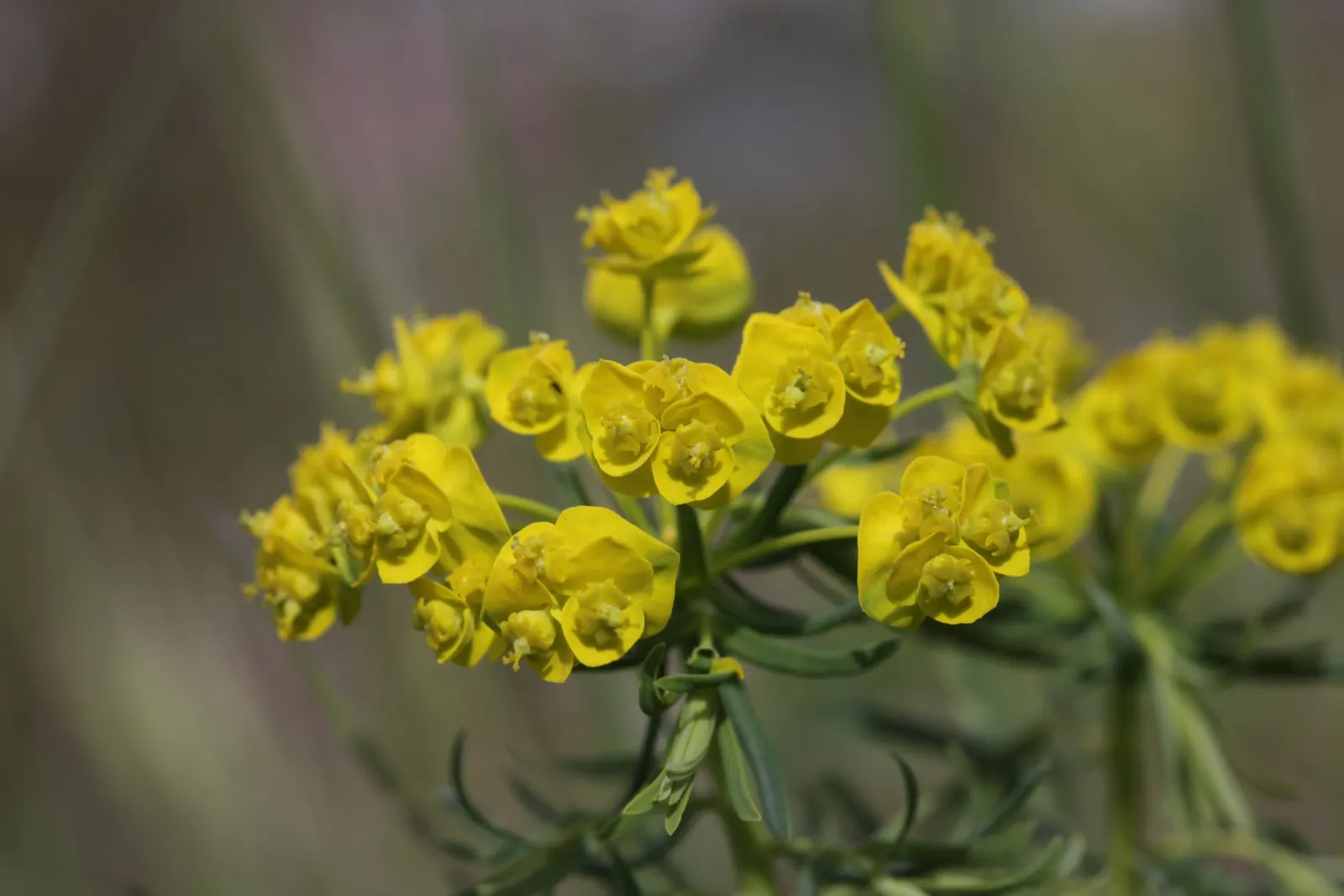Cypress Spurge (Euphorbia Cyparissias) — Cypress Spurge (Euphorbia cyparissias) is a perennial with fine; this sun-loving plant reaches 6-12 inches, image 51