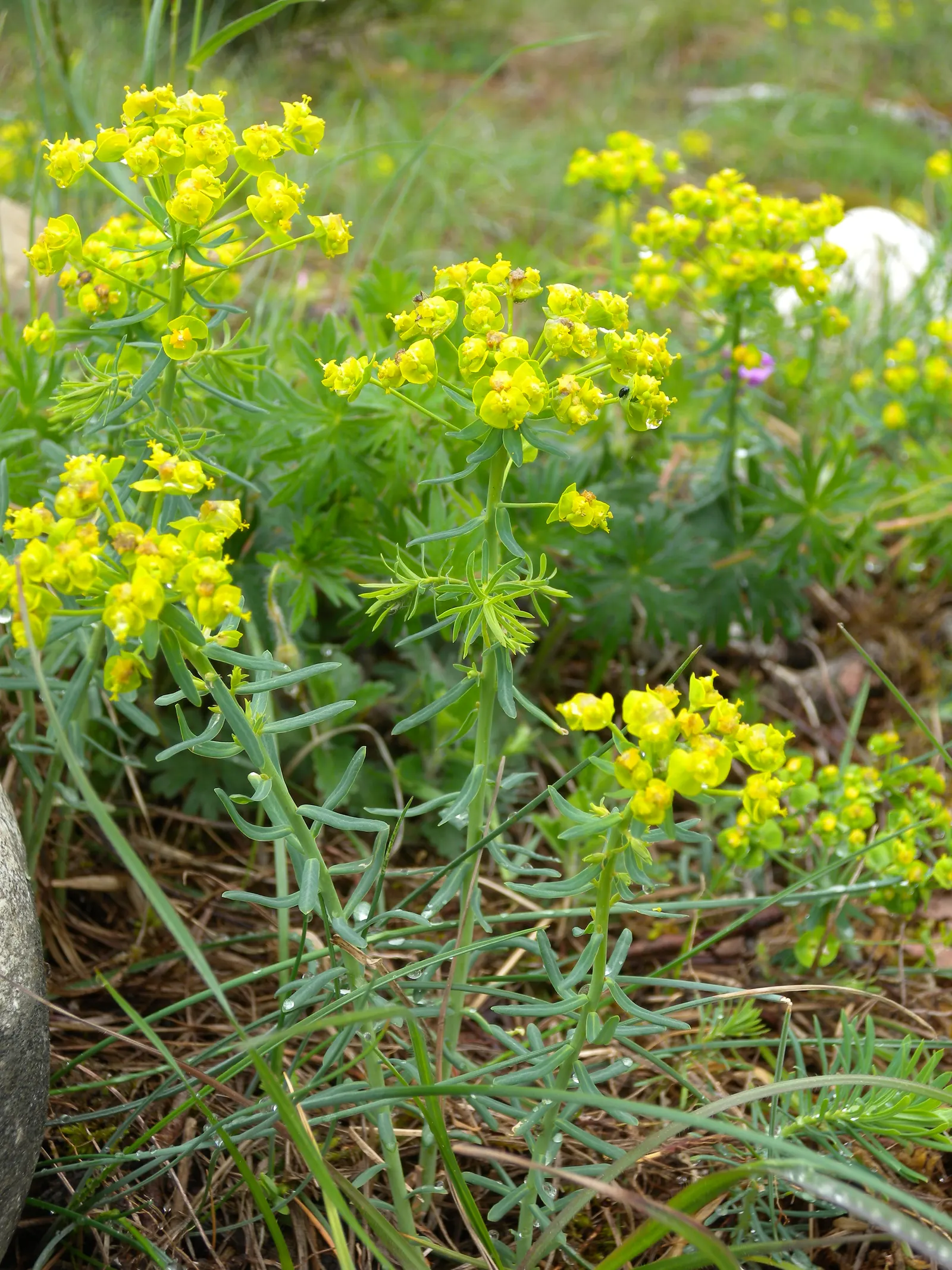 Cypress Spurge (Euphorbia Cyparissias) — ground cover / perennial for full; informing the client of the toxic nature of the sap is essential for, image 125