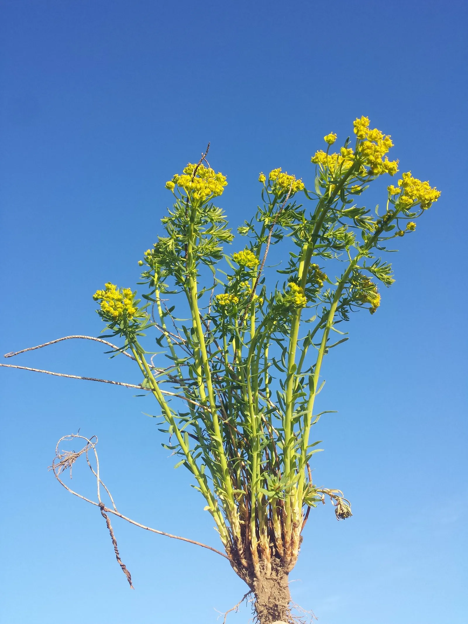 Cypress Spurge (Euphorbia Cyparissias) — informing the client of the toxic nature of the sap is essential for safety during garden maintenance, image 122