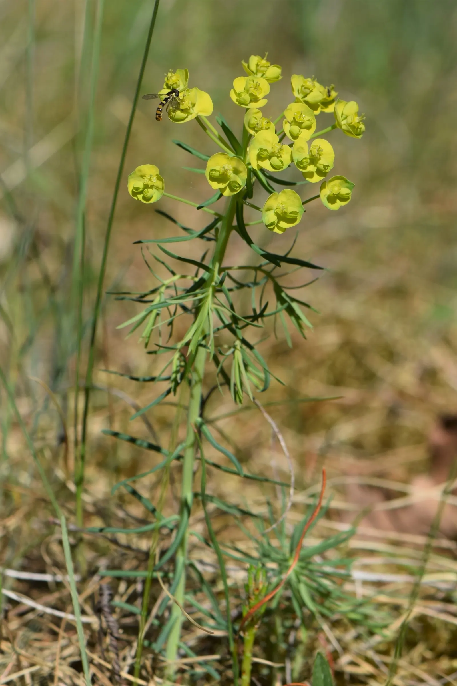 Cypress Spurge (Euphorbia Cyparissias) — or as ground cover.<br><br>During the late spring to early summer; making it an ideal choice for rock, image 142