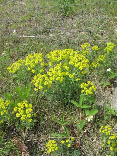 Cypress Spurge (Euphorbia Cyparissias) — informing the client of the toxic nature of the sap is essential for safety during garden maintenance; cypress Spurge