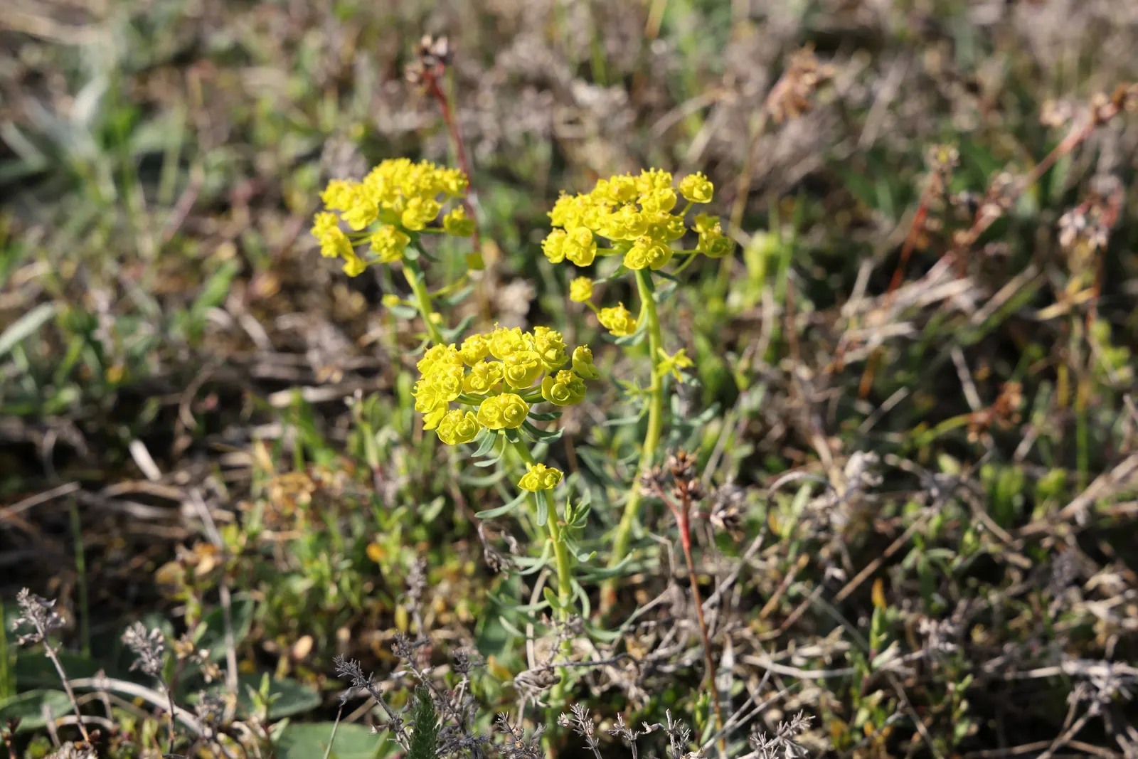 Cypress Spurge (Euphorbia Cyparissias) — The leaves are a vibrant green in the growing season; ground cover / perennial with green and, image 111