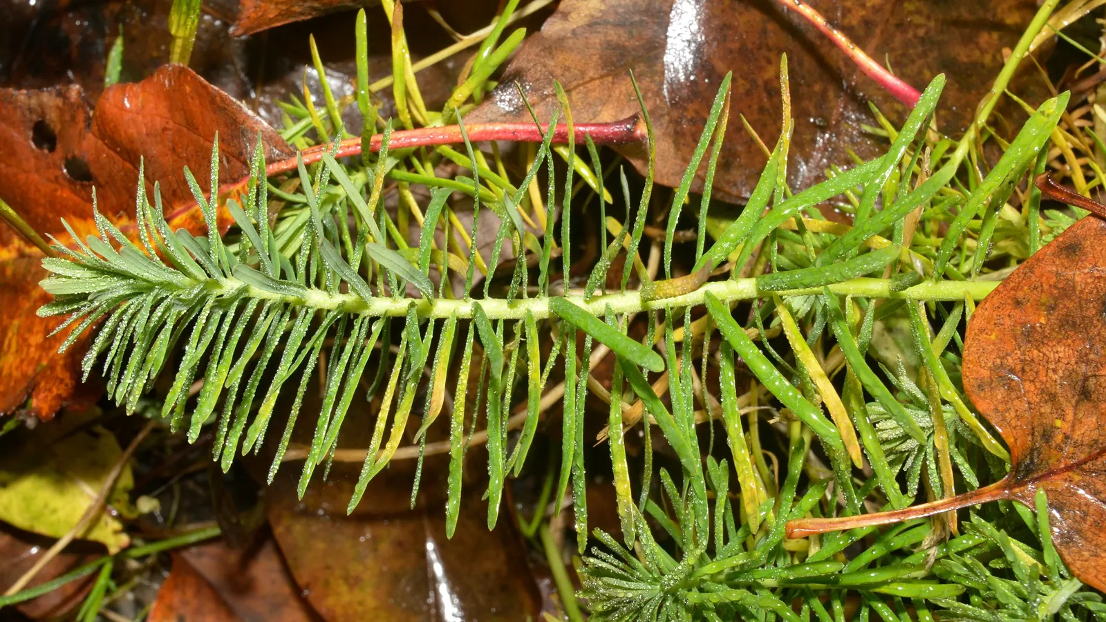 Cypress Spurge (Euphorbia Cyparissias) — ground cover / perennial with green and multi-colored and yellow blooms; it requires well-drained soil, image 74