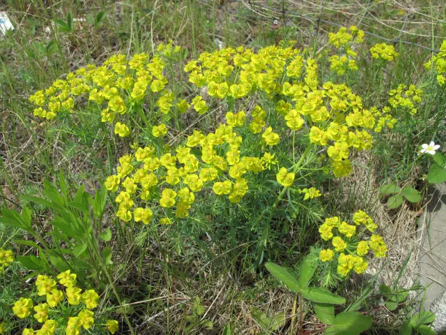 Cypress Spurge (Euphorbia Cyparissias) — This species is a member of the Euphorbiaceae family and is known for its feathery; needle-like foliage that creates a