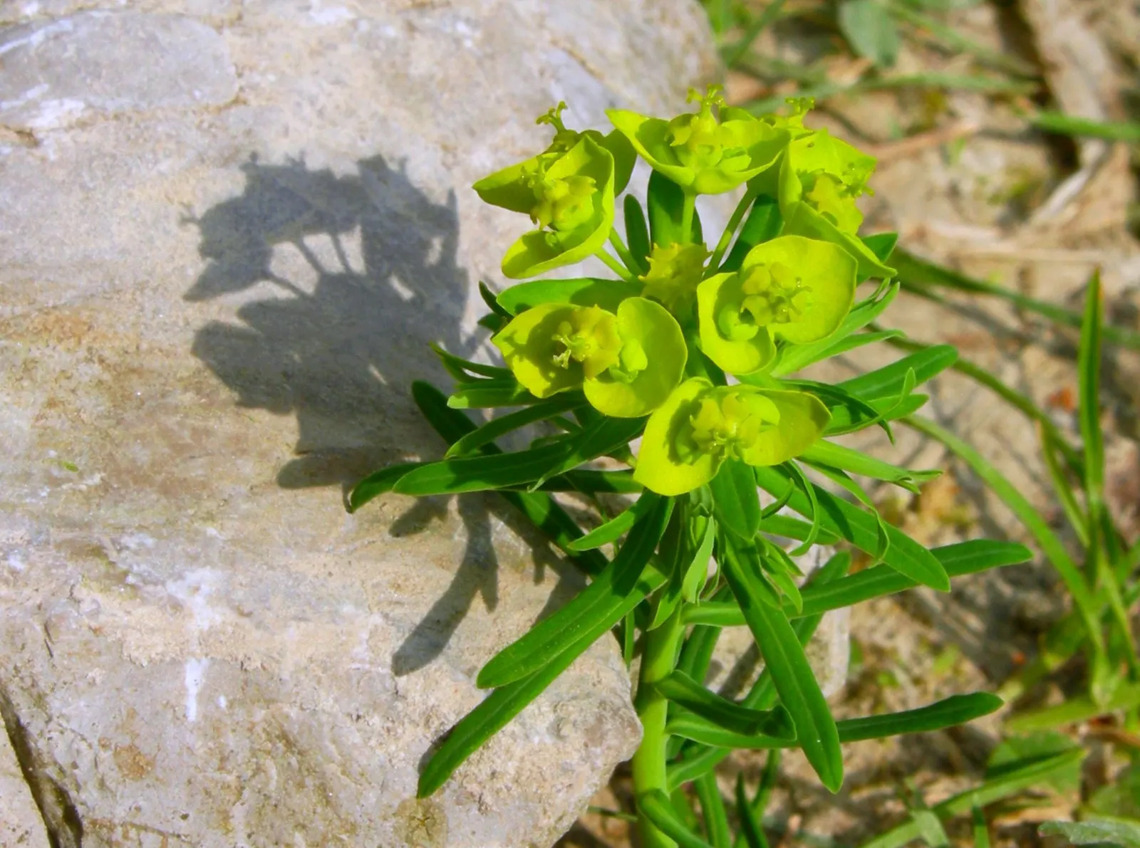 Cypress Spurge (Euphorbia Cyparissias) — In spring to early summer, it bears yellow-green bracts that resemble flowers; inconspicuous flowers, image 128