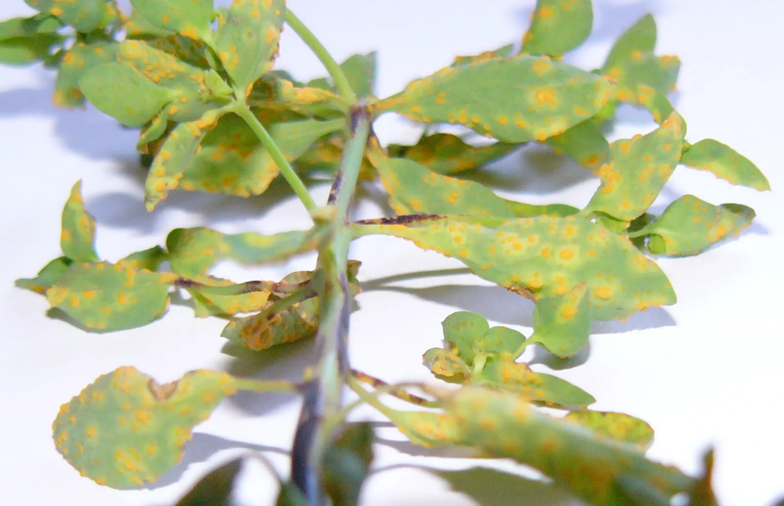 Cypress Spurge (Euphorbia Cyparissias) — informing the client of the toxic nature of the sap is essential for safety during garden maintenance, image 72