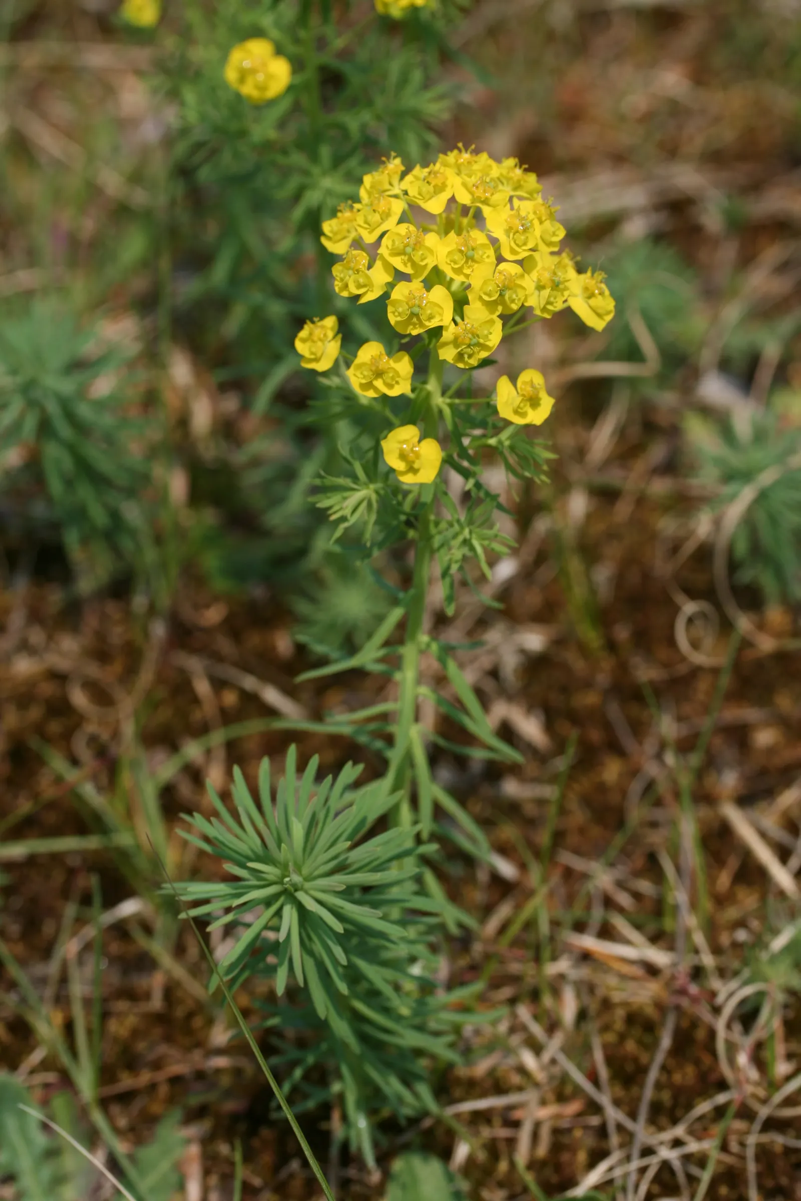 Cypress Spurge (Euphorbia Cyparissias) — inconspicuous flowers surrounded by showy; green and multi-colored and yellow flowers in the garden, image 93