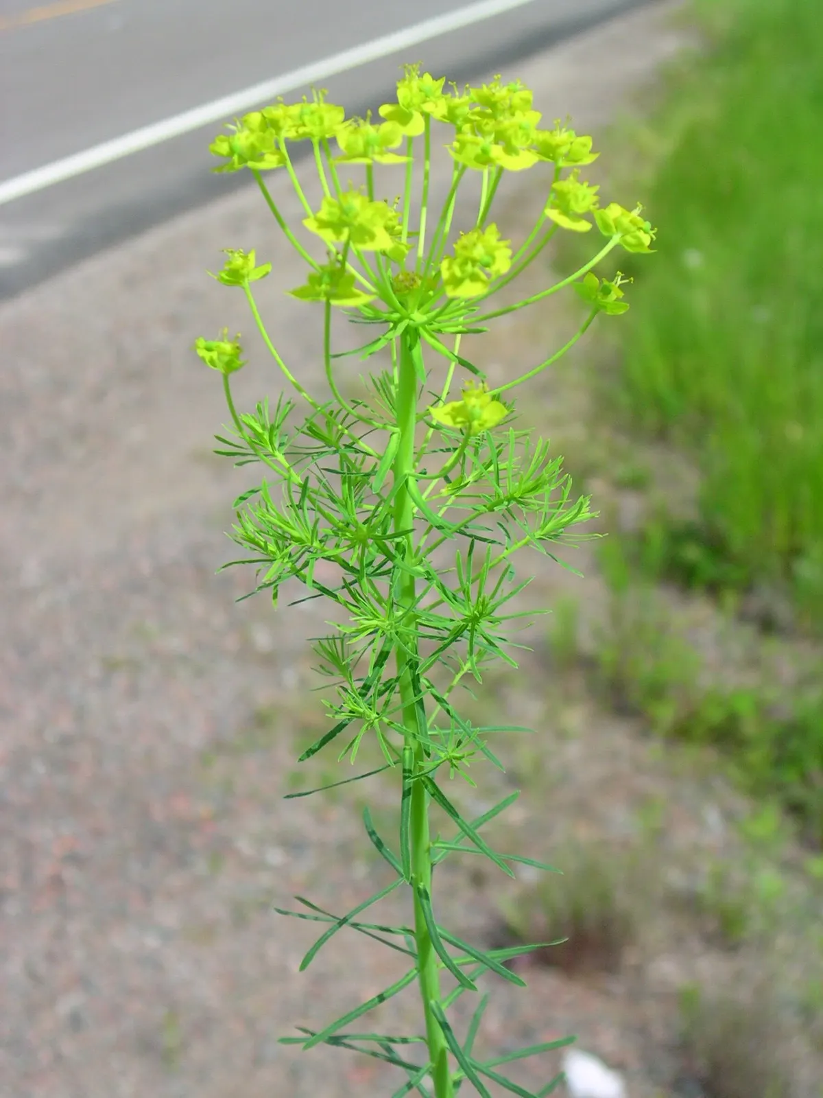 Cypress Spurge (Euphorbia Cyparissias) — In spring to early summer, it bears yellow-green bracts that resemble flowers; inconspicuous flowers, image 53