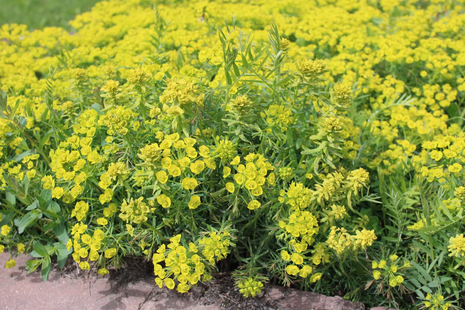 Cypress Spurge (Euphorbia Cyparissias) — scientifically known as Euphorbia cyparissias; one must handle this plant with care, image 57