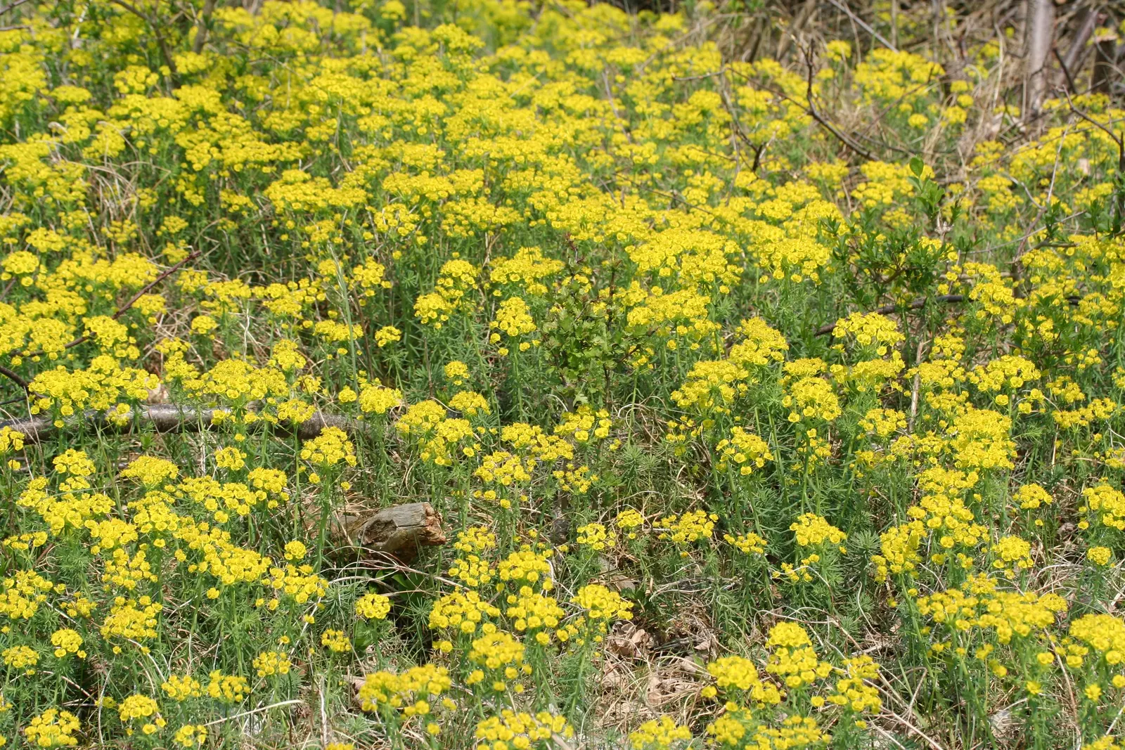 Cypress Spurge (Euphorbia Cyparissias) — is a perennial herbaceous plant that offers a distinctive texture and color to any landscape design; in, image 108