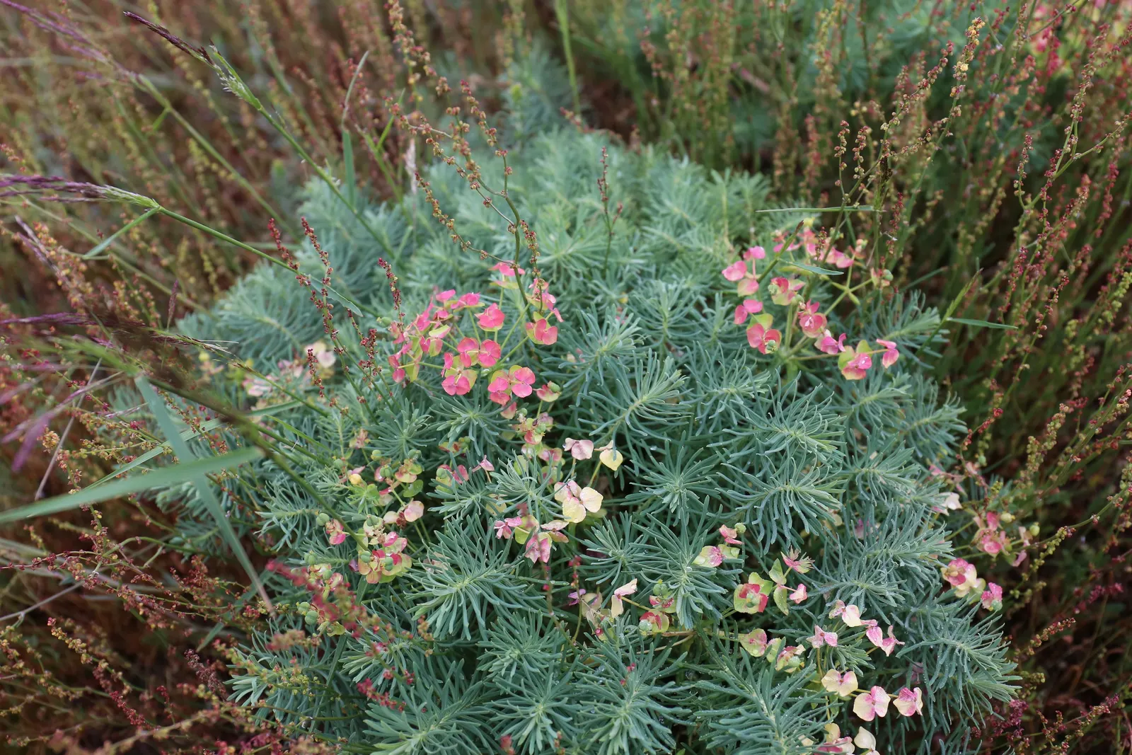 Cypress Spurge (Euphorbia Cyparissias) — ground cover / perennial with green and multi-colored and yellow blooms; it requires well-drained soil, image 99