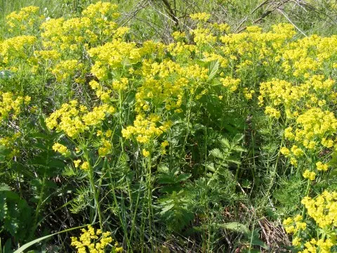Cypress Spurge (Euphorbia Cyparissias) — This species is a member of the Euphorbiaceae family and is known for its feathery; needle-like foliage, image 109