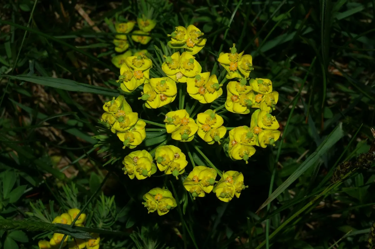 Cypress Spurge (Euphorbia Cyparissias) — These can brighten up the garden when many other plants are yet to bloom; turning to a charming russet or, image 120