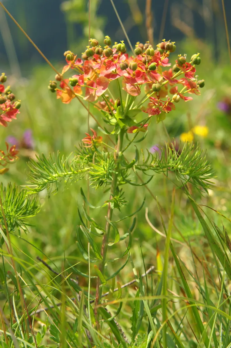 Cypress Spurge (Euphorbia Cyparissias) — Ideal for rock gardens or borders with well-drained soil; being drought-tolerant once established