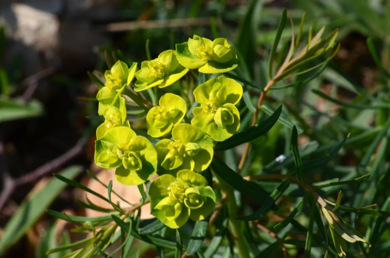 Cypress Spurge (Euphorbia Cyparissias) — In spring to early summer, it bears yellow-green bracts that resemble flowers; inconspicuous flowers, image 78