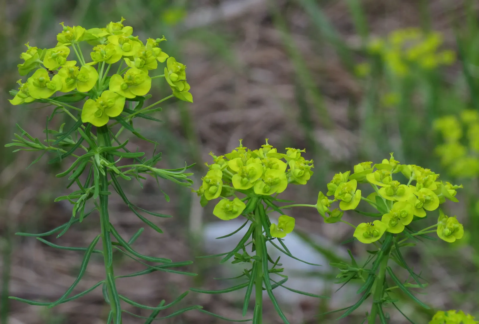 Cypress Spurge (Euphorbia Cyparissias) — scientifically known as Euphorbia cyparissias; one must handle this plant with care, image 107