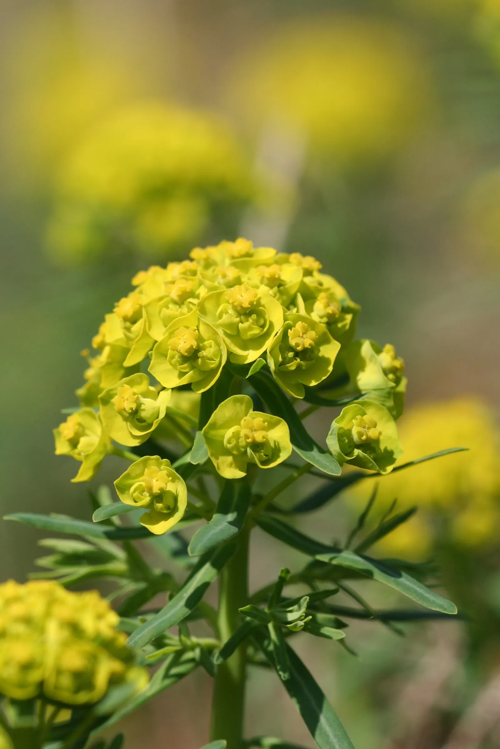 Cypress Spurge (Euphorbia Cyparissias) — This sun-loving plant reaches 6-12 inches tall and spreads up to 18 inches wide, thriving in USDA zones 4-8