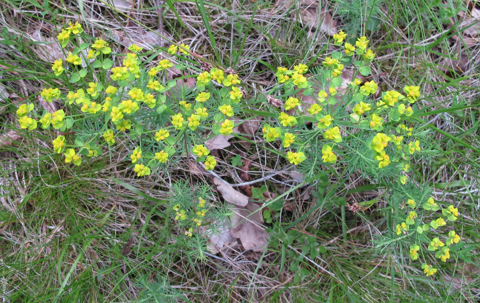 Cypress Spurge (Euphorbia Cyparissias) — it requires well-drained soil; needle-like foliage forming a dense, image 65