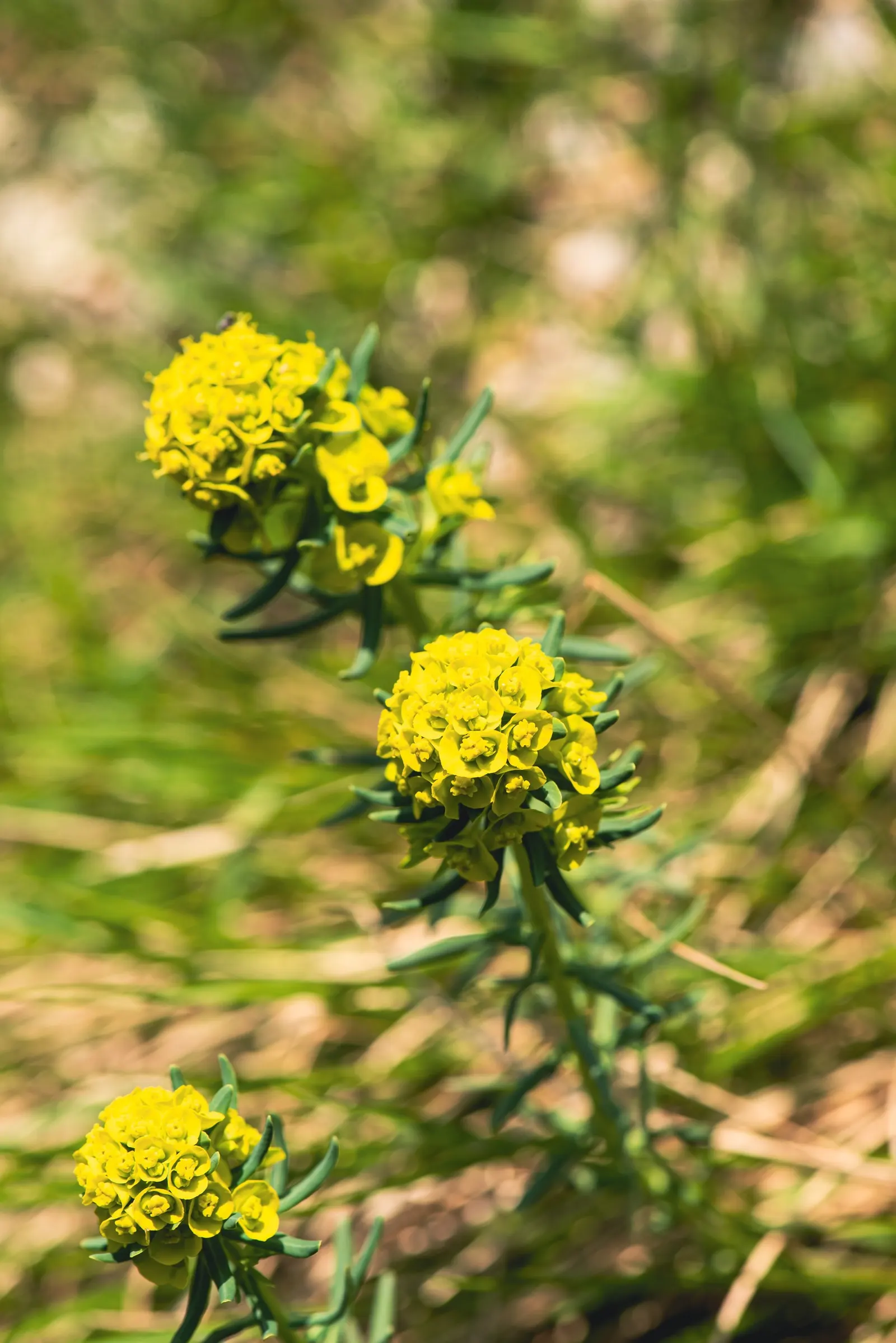 Cypress Spurge (Euphorbia Cyparissias) — It thrives in USDA hardiness zones 4 through 8 and prefers full sun to partial shade, image 138