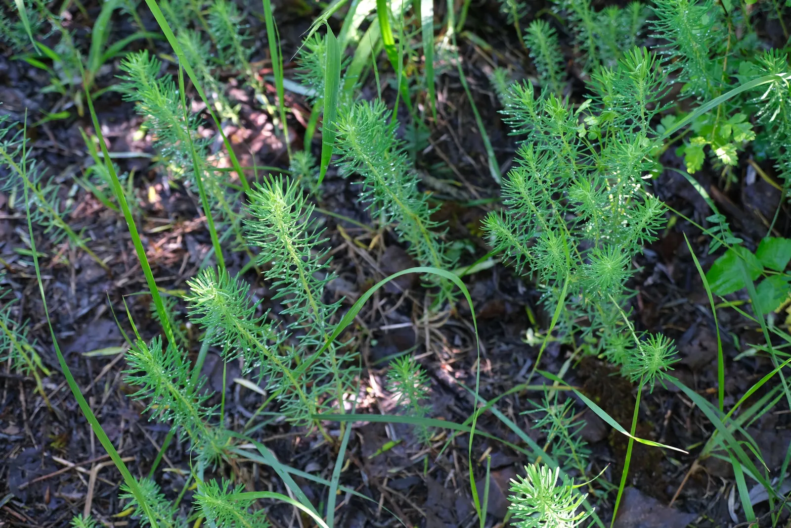 Cypress Spurge (Euphorbia Cyparissias) — needle-like foliage forming a dense; the leaves are a vibrant green in the growing season, image 102