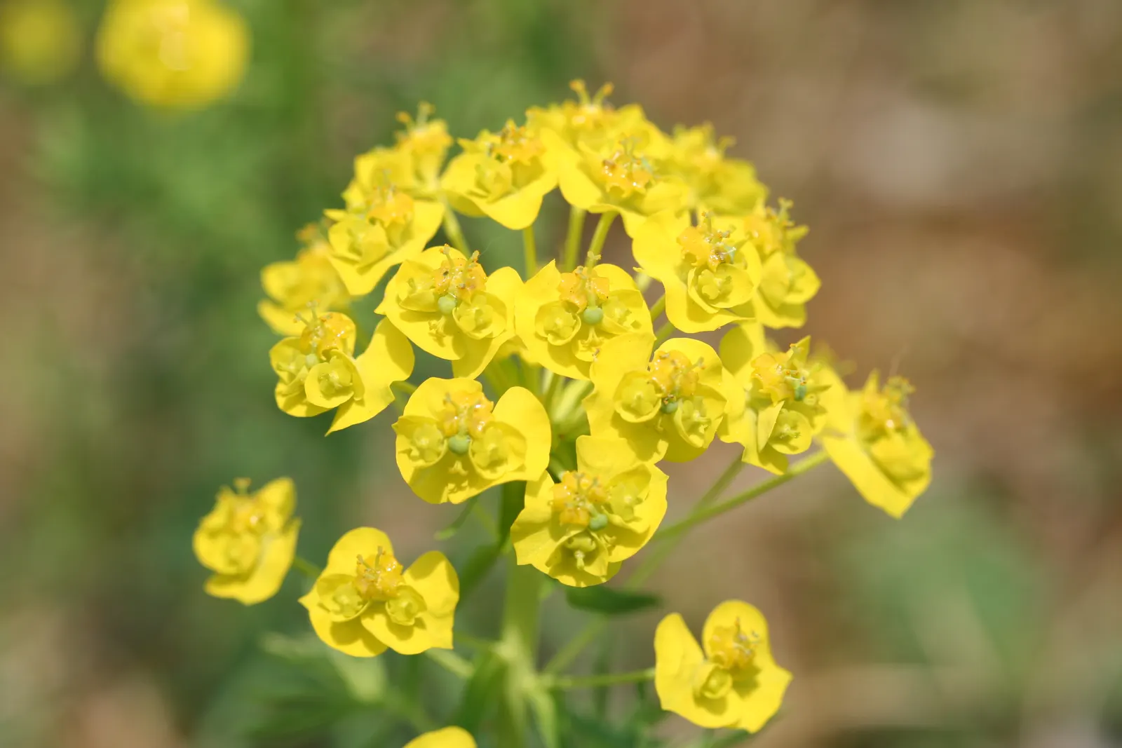 Cypress Spurge (Euphorbia Cyparissias) — needle-like foliage that creates a fine-textured; or as ground cover.<br><br>During the late spring to, image 85