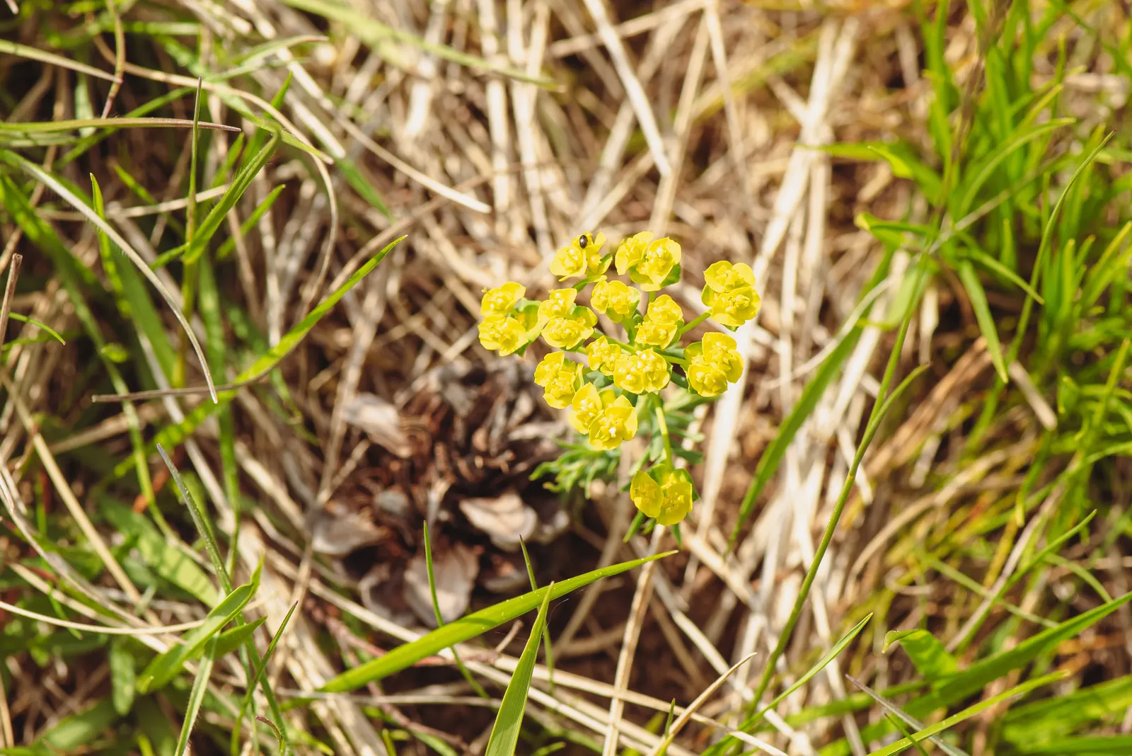 Cypress Spurge (Euphorbia Cyparissias) — green and multi-colored and yellow flowers in the garden; is a perennial herbaceous plant that offers a, image 123