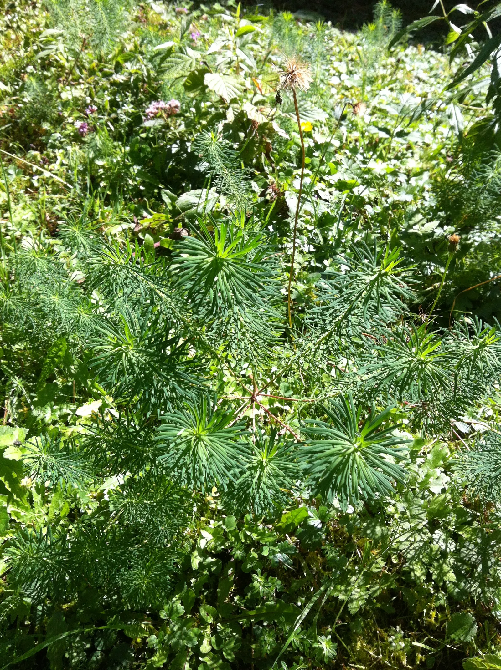 Cypress Spurge (Euphorbia Cyparissias) — Being drought-tolerant once established; these can brighten up the garden when many other plants are yet, image 139